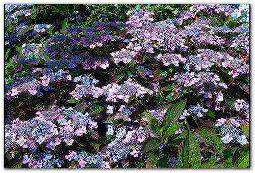 hydrangea blue garden planting and outdoor care