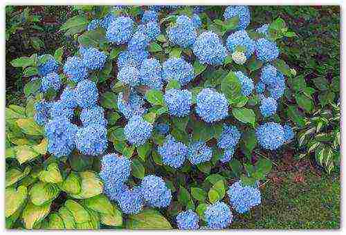 hydrangea blue garden planting and outdoor care