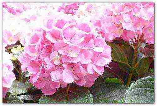 hydrangea blue garden planting and outdoor care