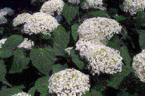 hydrangea sterilis na pagtatanim ng hardin at pangangalaga sa labas