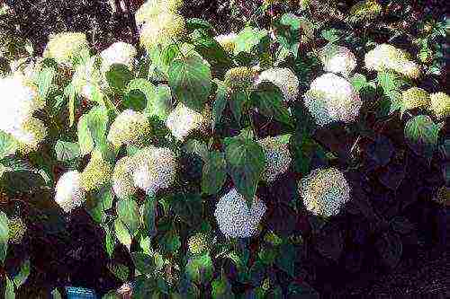 hydrangea sterilis garden planting and outdoor care