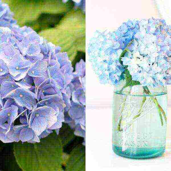 hydrangea sterilis na pagtatanim ng hardin at pangangalaga sa labas