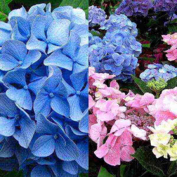 hydrangea sterilis na pagtatanim ng hardin at pangangalaga sa labas