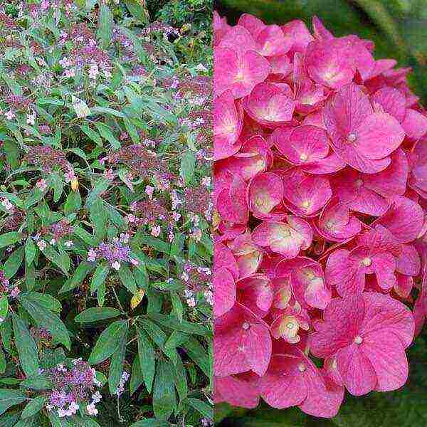 hydrangea sterilis garden planting and outdoor care