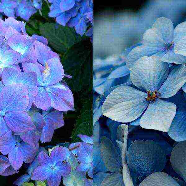 hydrangea sterilis na pagtatanim ng hardin at pangangalaga sa labas