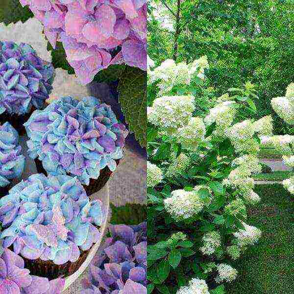 hydrangea sterilis garden planting and outdoor care