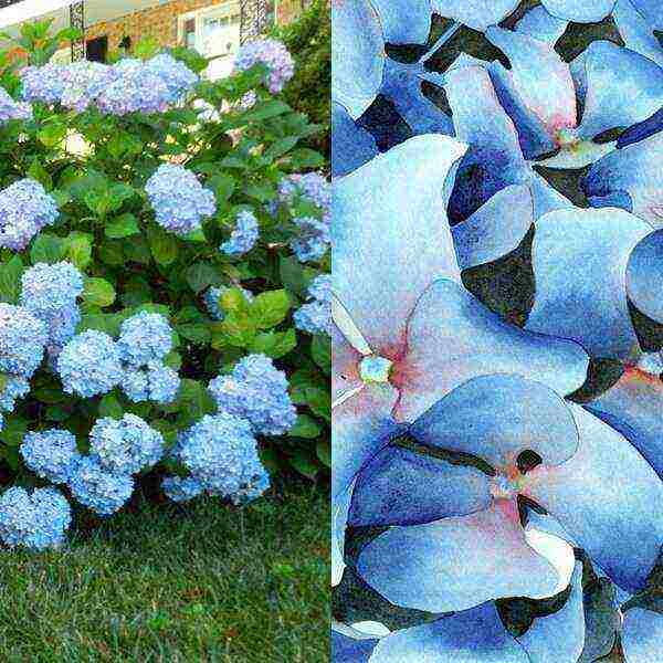 hydrangea sterilis na pagtatanim ng hardin at pangangalaga sa labas