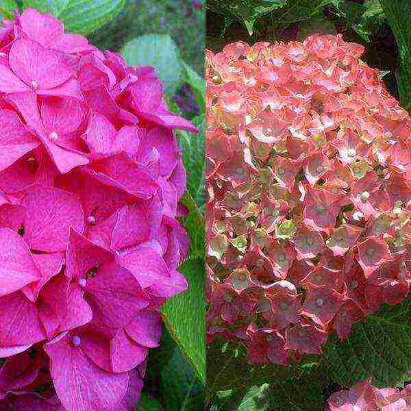 hydrangea sterilis garden planting and outdoor care