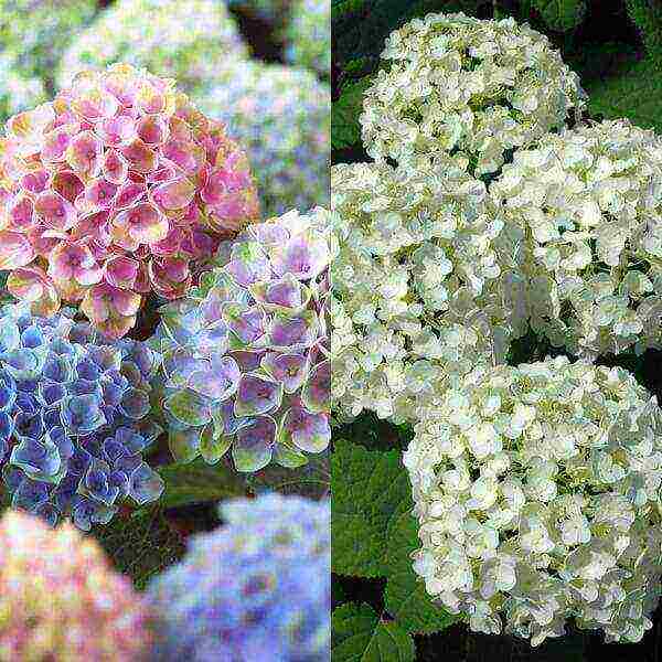 hydrangea sterilis na pagtatanim ng hardin at pangangalaga sa labas