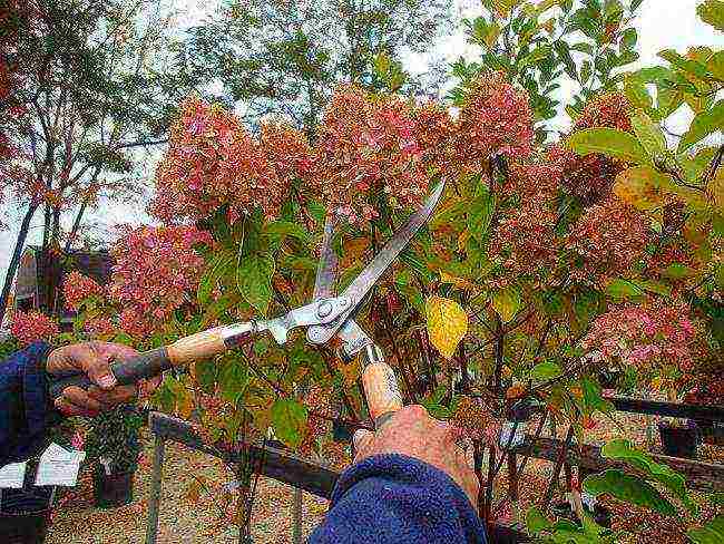 hydrangea vanilla freisie planting and care in the open field