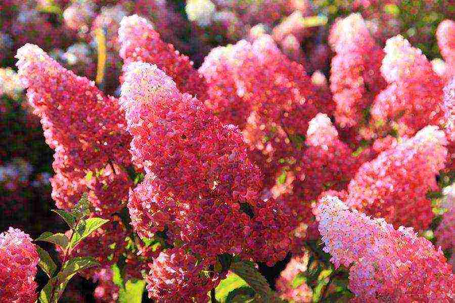 hydrangea vanilla freesi planting and care in the open field