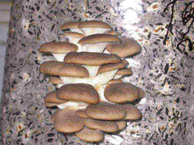 mushrooms grown in artificial conditions