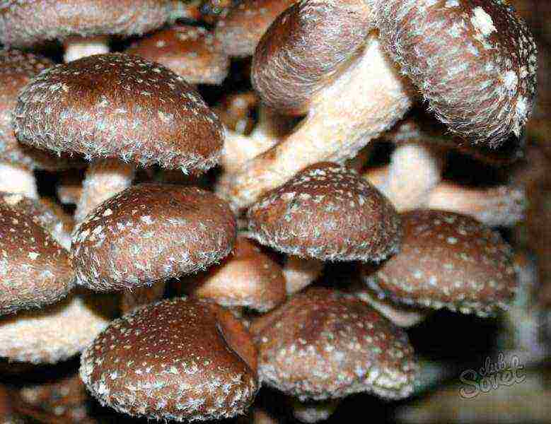 how to grow shiitake mushrooms at home