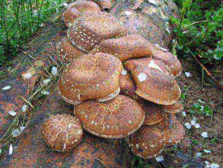 kung paano palaguin ang mga shiitake na kabute sa bahay