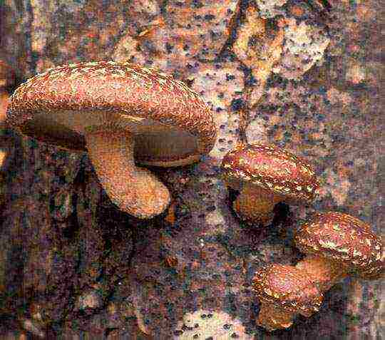 kung paano palaguin ang mga shiitake na kabute sa bahay