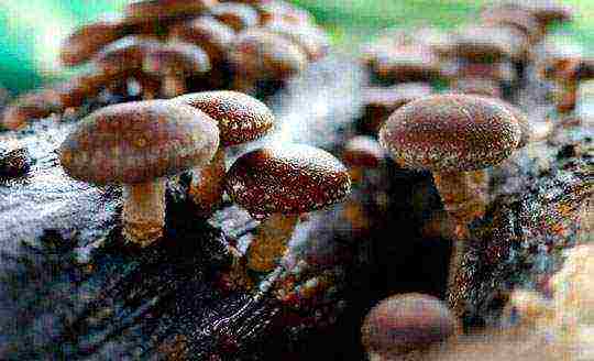 how to grow shiitake mushrooms at home