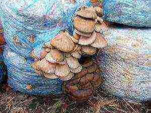 oyster mushrooms how to grow them and how long