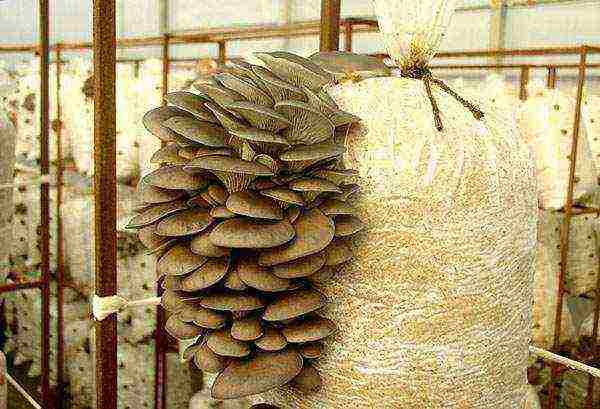 oyster mushrooms how to grow them and how long