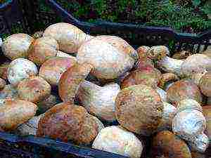 mushrooms grown at home