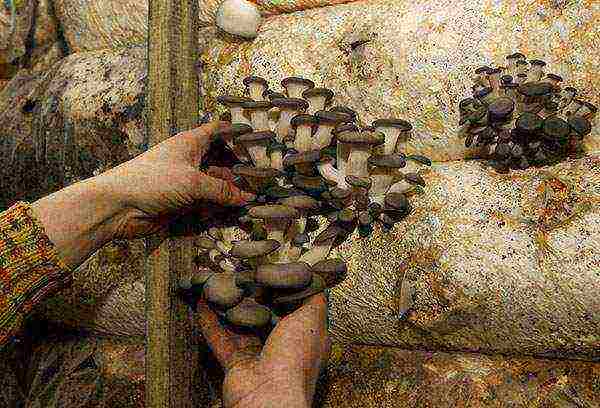 mushrooms grown at home