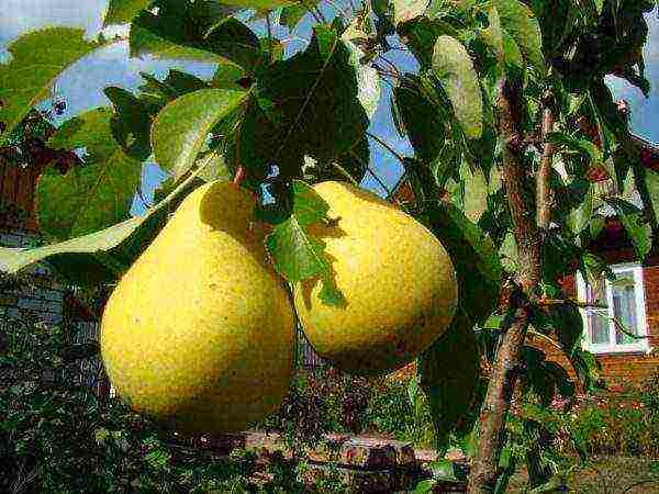 columnar pear best varieties