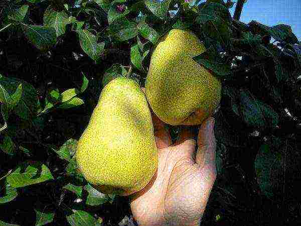 columnar pear best varieties