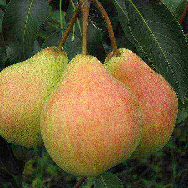 columnar pear best varieties