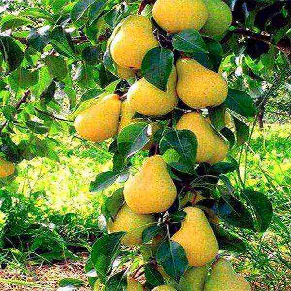 columnar pear best varieties