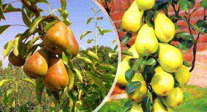 columnar pear best varieties