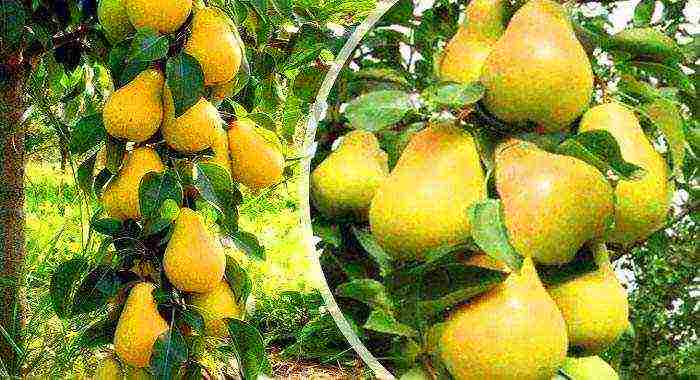 columnar pear best varieties