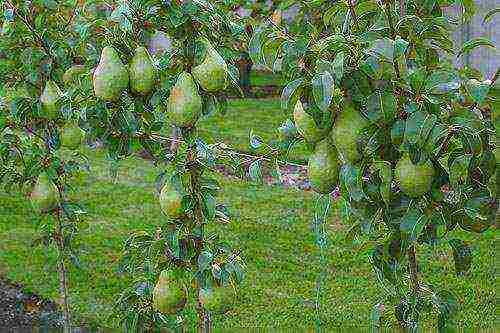 columnar pear best varieties