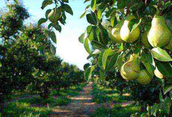 pear planting and care in the open field in the Urals