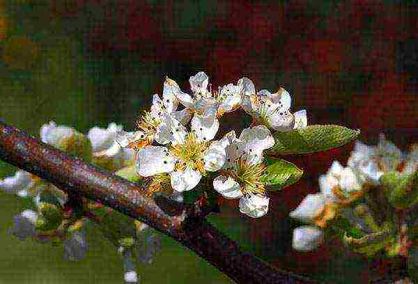 pear planting and care in the open field in the Urals