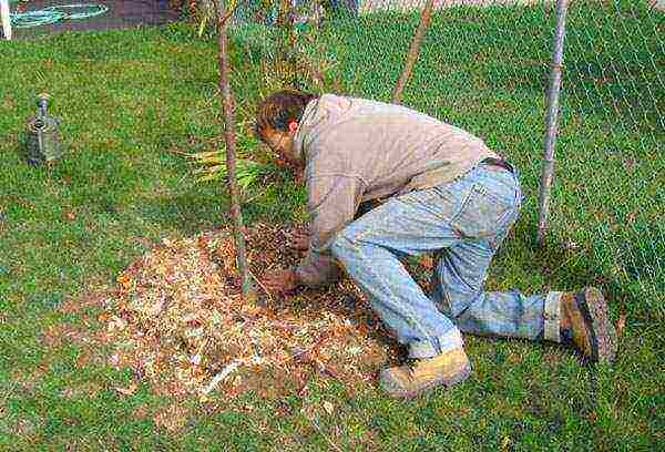 pear planting and care in the open field in the Urals