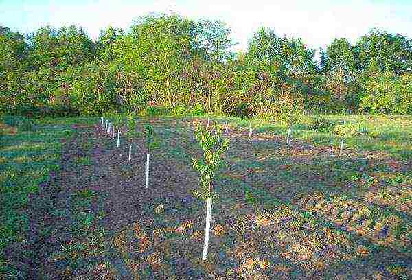 pear planting and care in the open field in the Urals