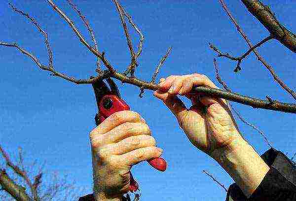 pear planting and care in the open field in the Urals