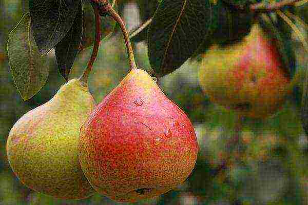 pear planting and care in the open field in the Urals