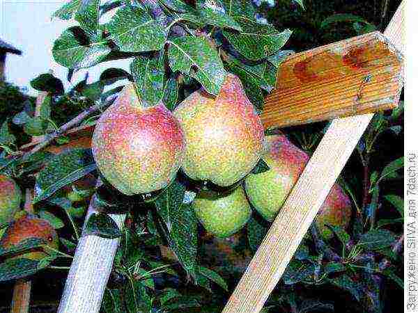 pear planting and care in the open field in the Urals