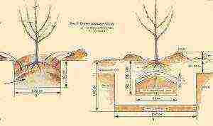 pear planting and care in the open field in the Urals