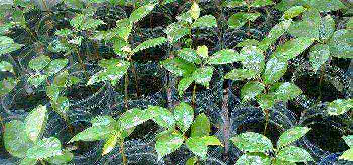 guanabana how to grow at home
