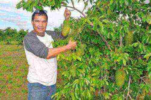 guanabana kung paano lumaki sa bahay