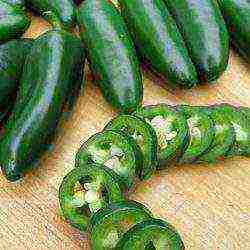 jalapenos kung paano lumaki sa bahay