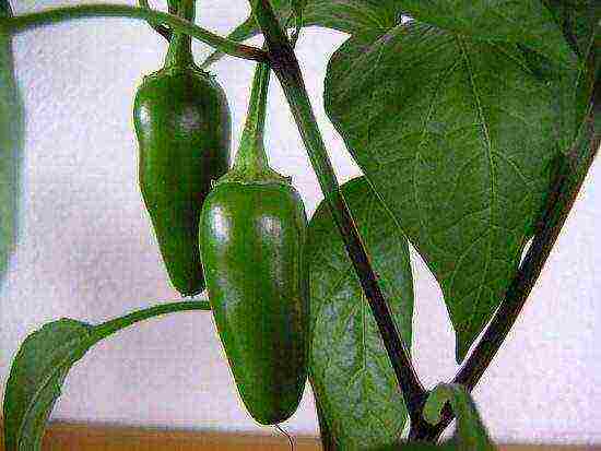 jalapeno how to grow at home