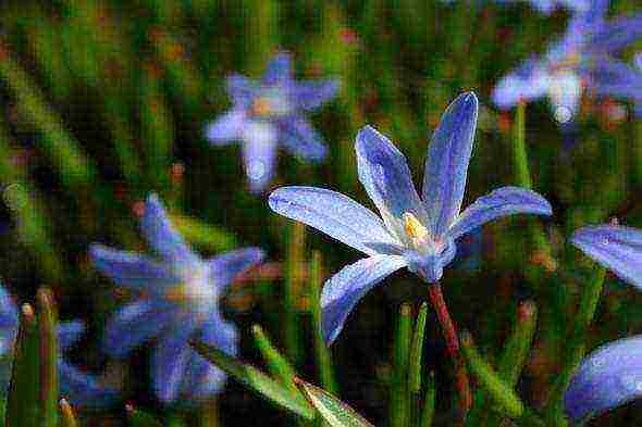 hionodoxa planting and care in the open field in siberia