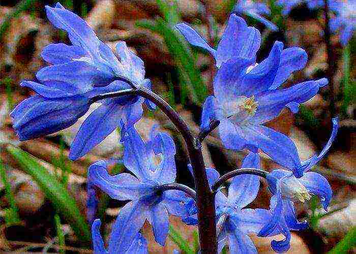 hionodoxa planting and care in the open field in siberia