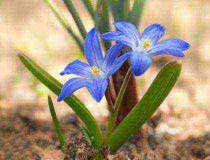 hionodoxa planting and care in the open field in siberia