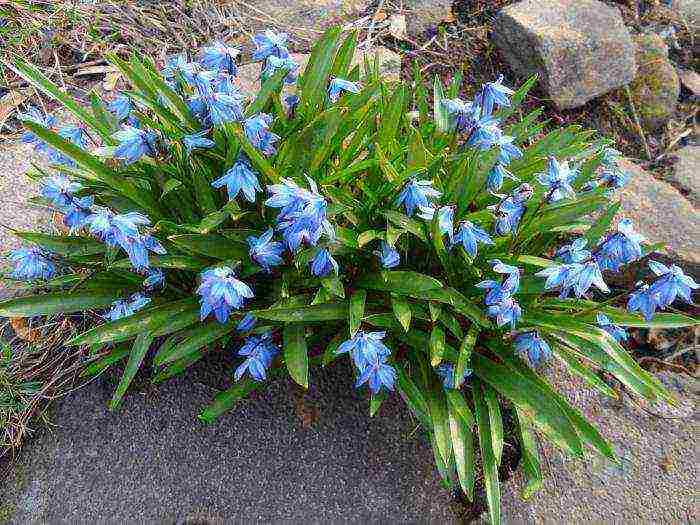 hionodoxa planting and care in the open field in siberia