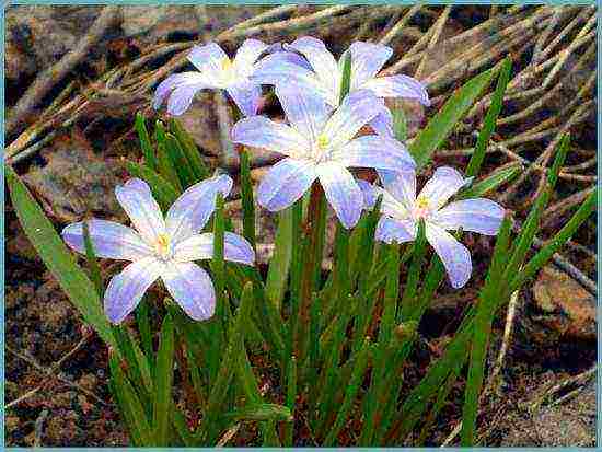 hionodoxa planting and care in the open field in siberia