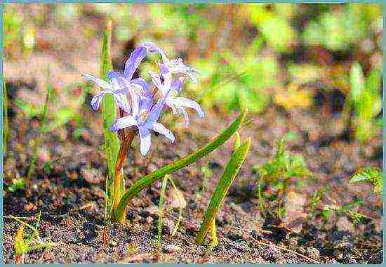 hionodoxa planting and care in the open field in siberia