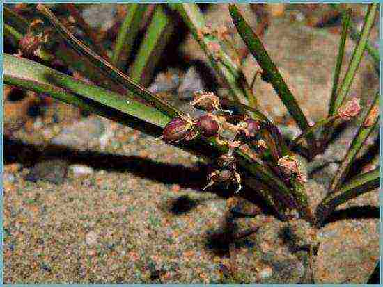 hionodoxa planting and care in the open field in siberia